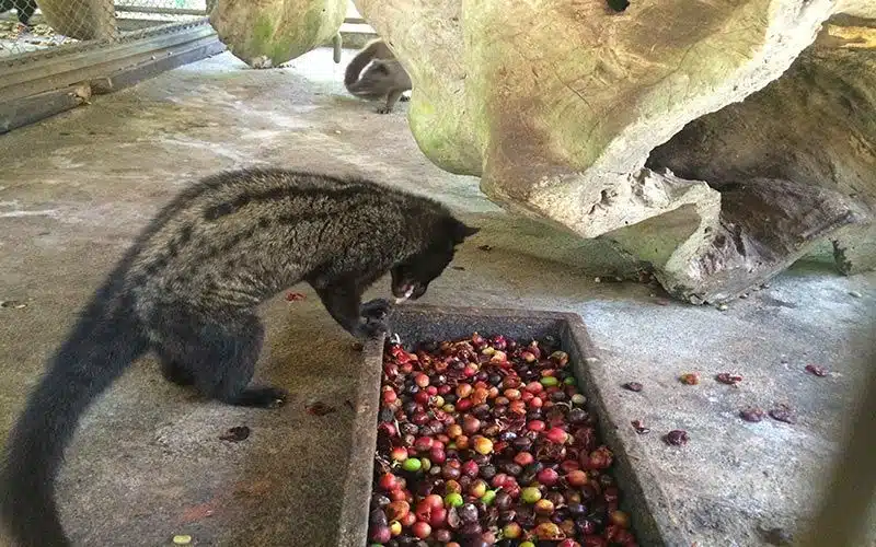 Granja café Luwak Bali