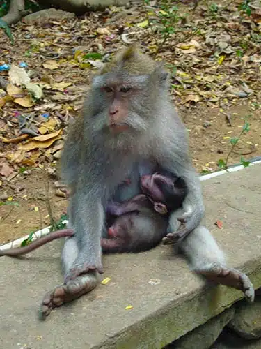 Monkey Forest Ubud