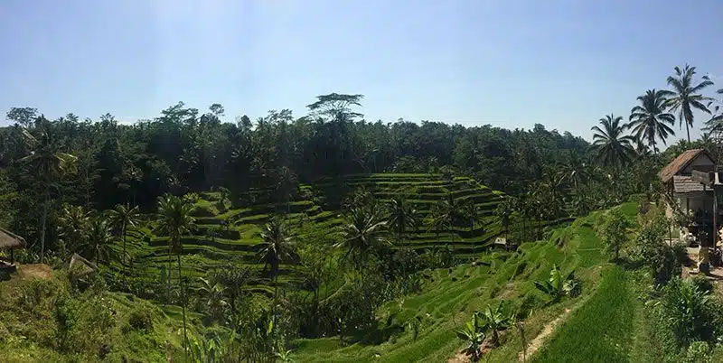 Terrazas de Tegallangang Bali