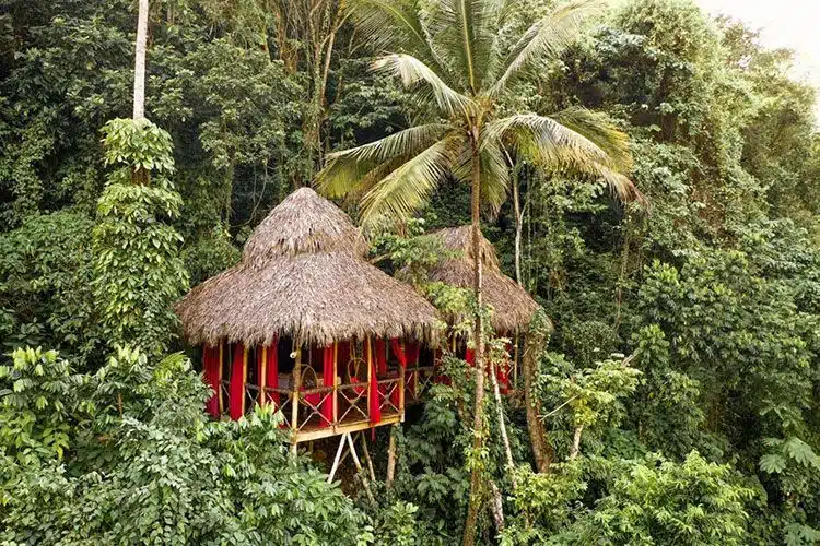 Dominican Tree House