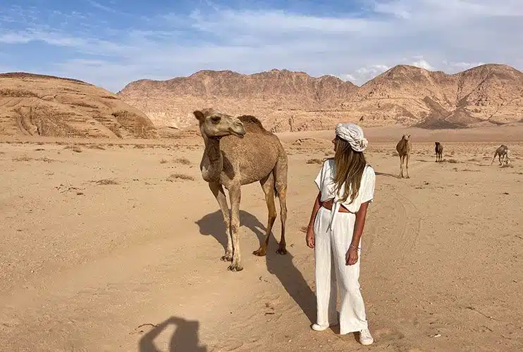 Camellos en libertad en el desierto de Wadi Rum