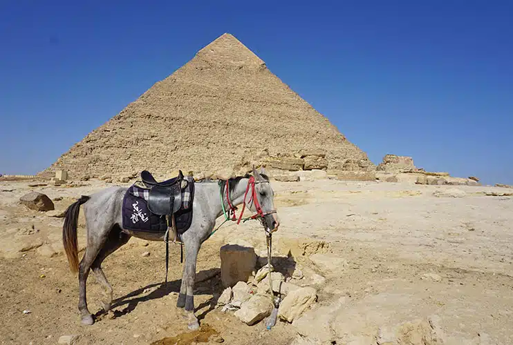 NO montéis animales en las pirámides de Giza
