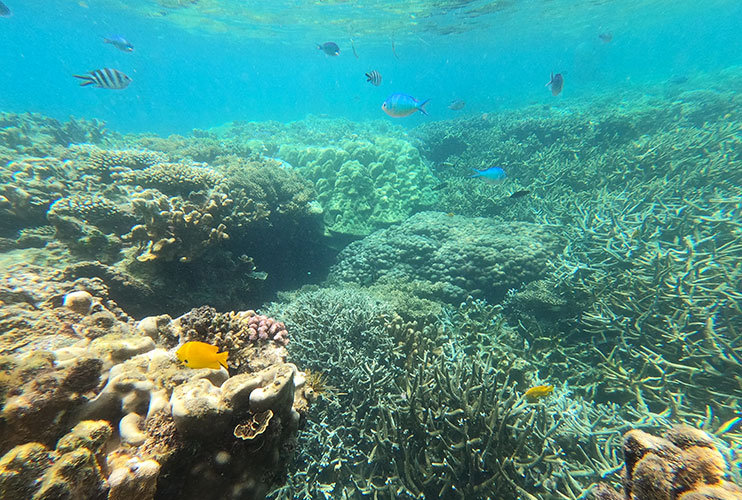 Snorkel en Menai Bay Zanzibar