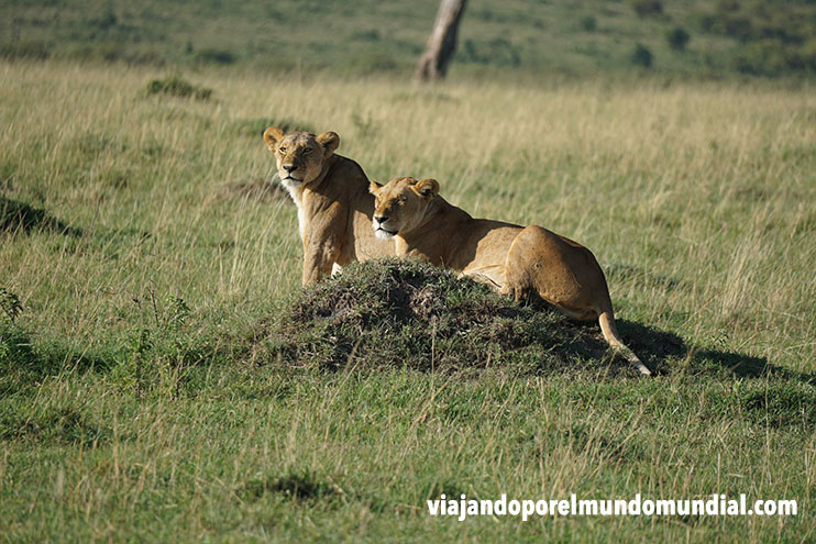 Safari por Kenia: Masai Mara
