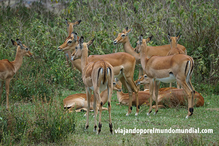 Safari en Kenia: Impalas
