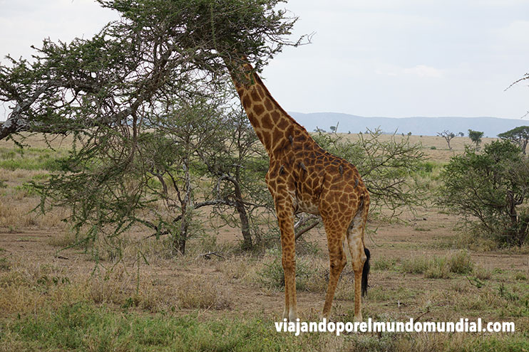 Viaje a Kenia y Tanzania: jirafas en Serengueti