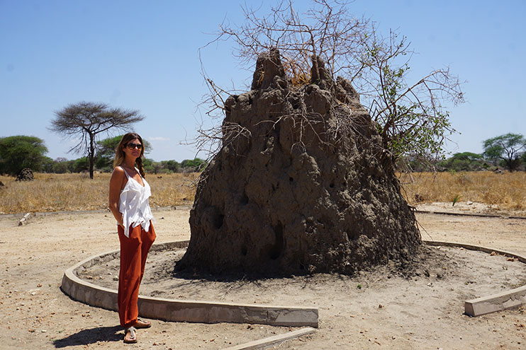 Montículos de termitas en Tarangire