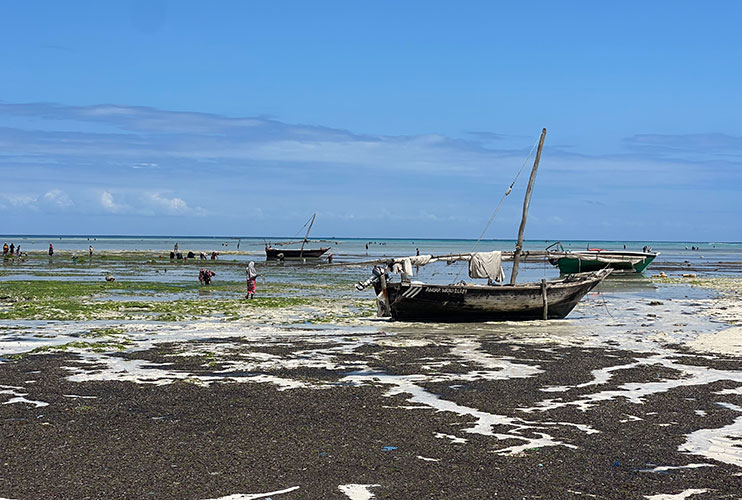 Que ver en Zanzíbar: cultivo de algas