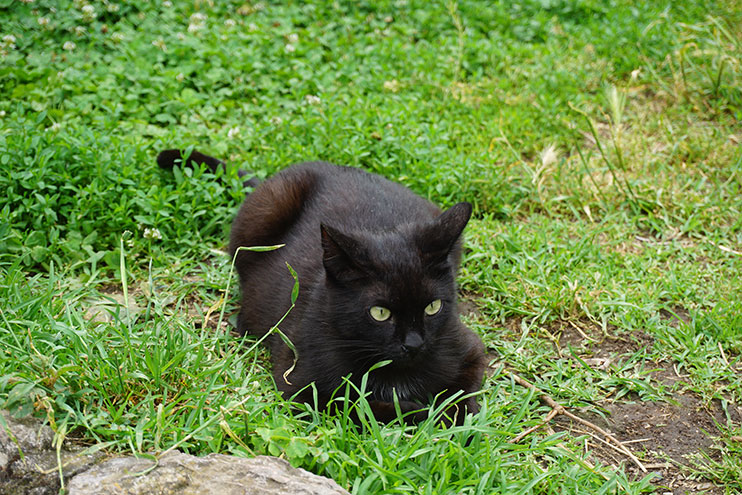 Gatos de Kotor