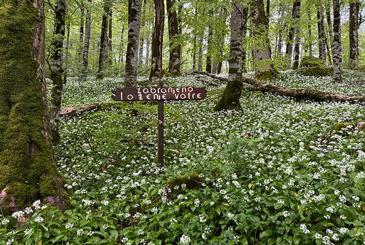 Parque Biogradska Gora